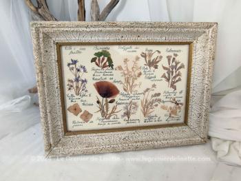 Voici un cadre en bois mettant un valeur une page faite à la main d'herbier contenant 10 plantes avec nom français et nom latin. Pièce unique.