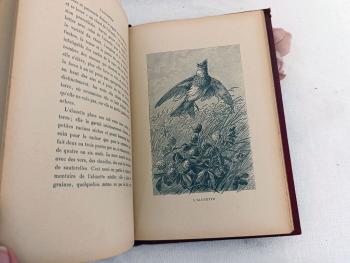 Livre Une Poignée d'Amis par Désiré Lacroix avec 20 dessins d'oiseaux – Image 11
